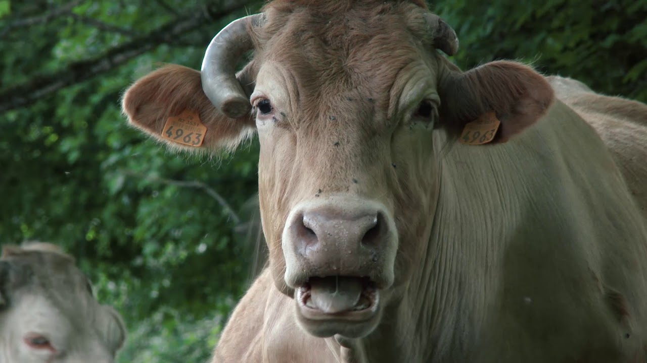 ECOLOGIE DES RIVIÈRES FILM 2  - L'HOMME & LA RIVIÈRE PART 1