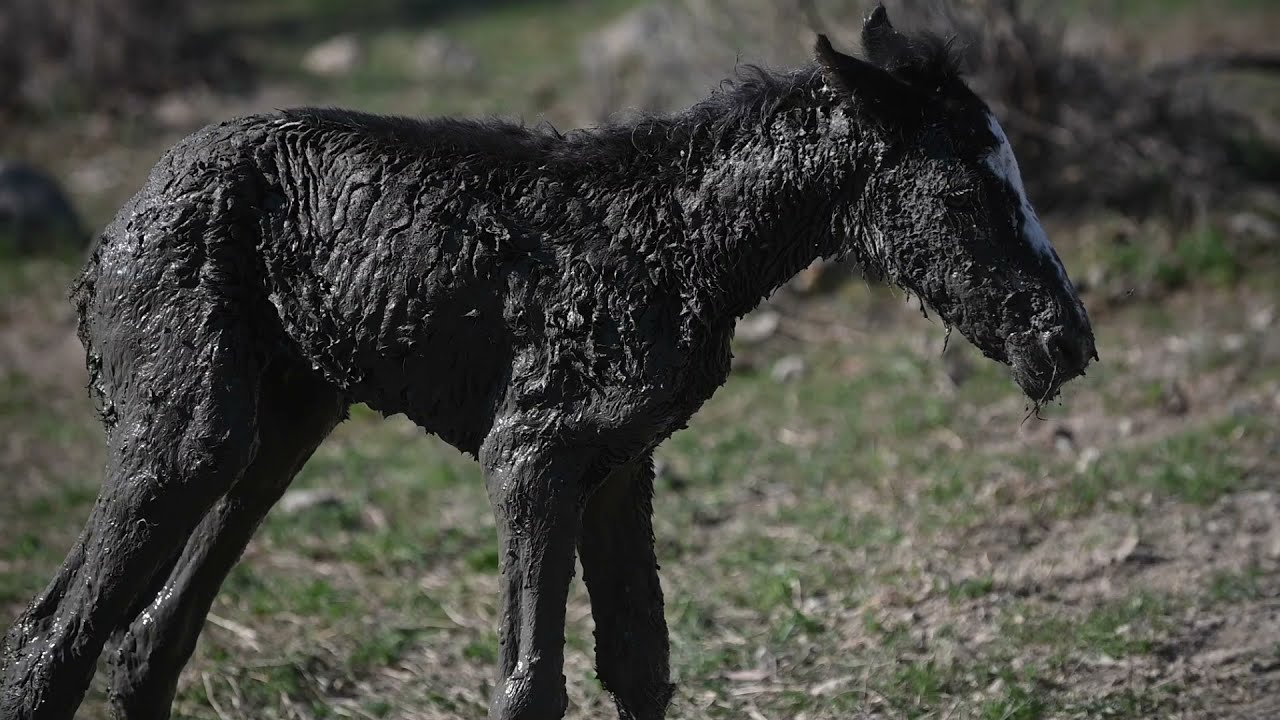 feral foal rescue