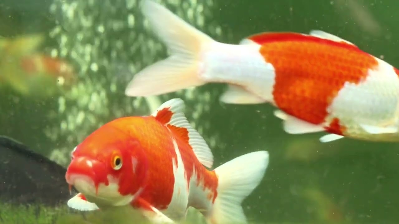 Optimaler Schutz für Ihren Teich mit Euro-Matic Abdeckkugeln | Koikarpfen sicher überwintern