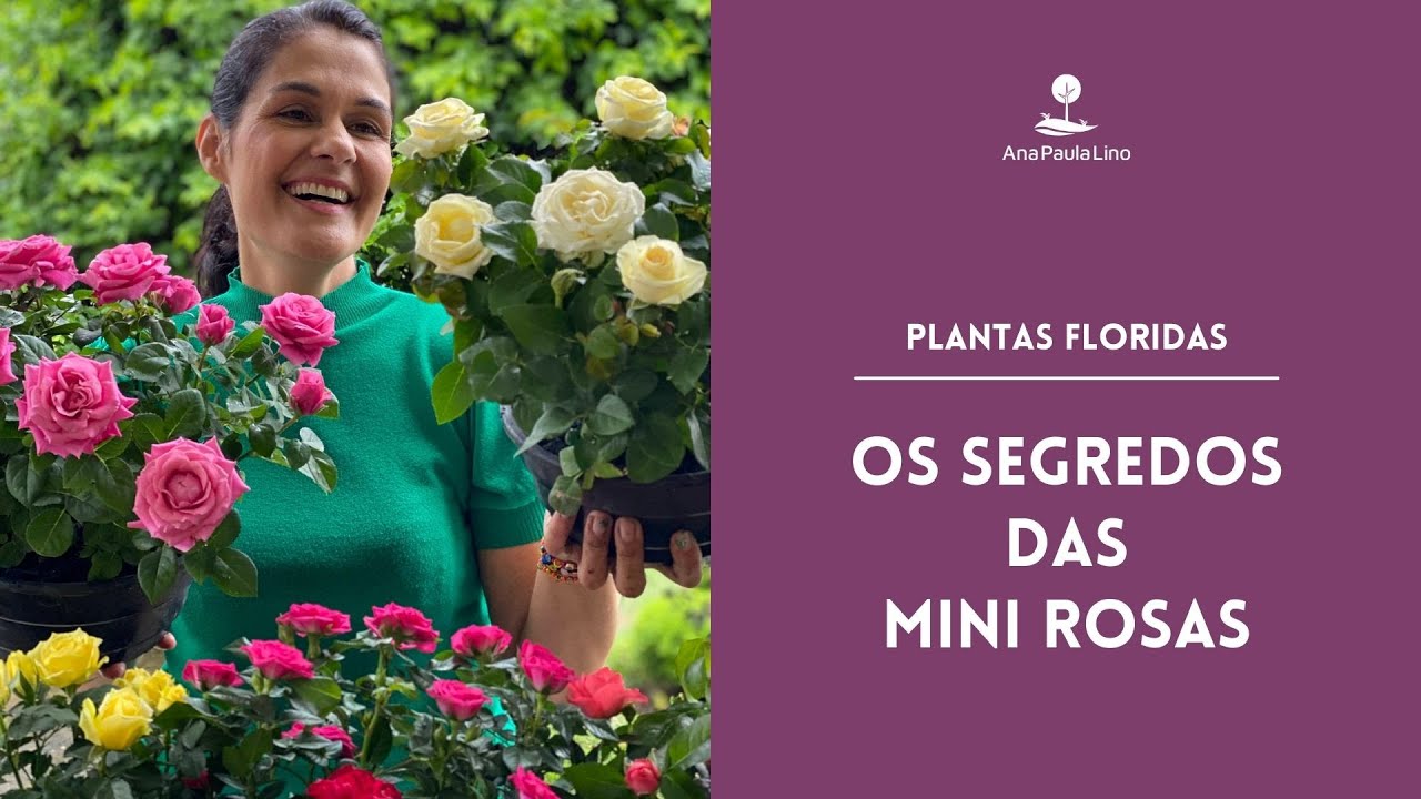PLANTAS FLORIDAS: Como cuidar de mini rosas