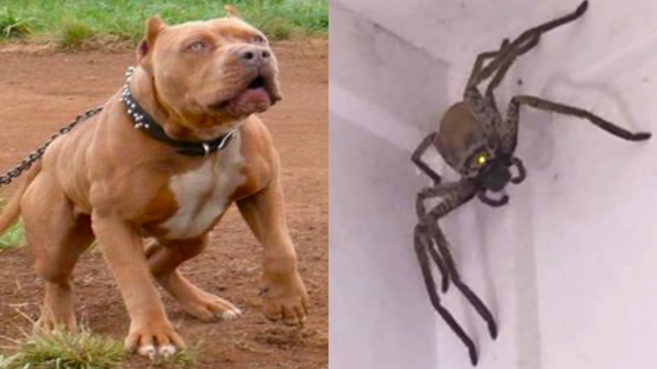 Scariest Animals In The World