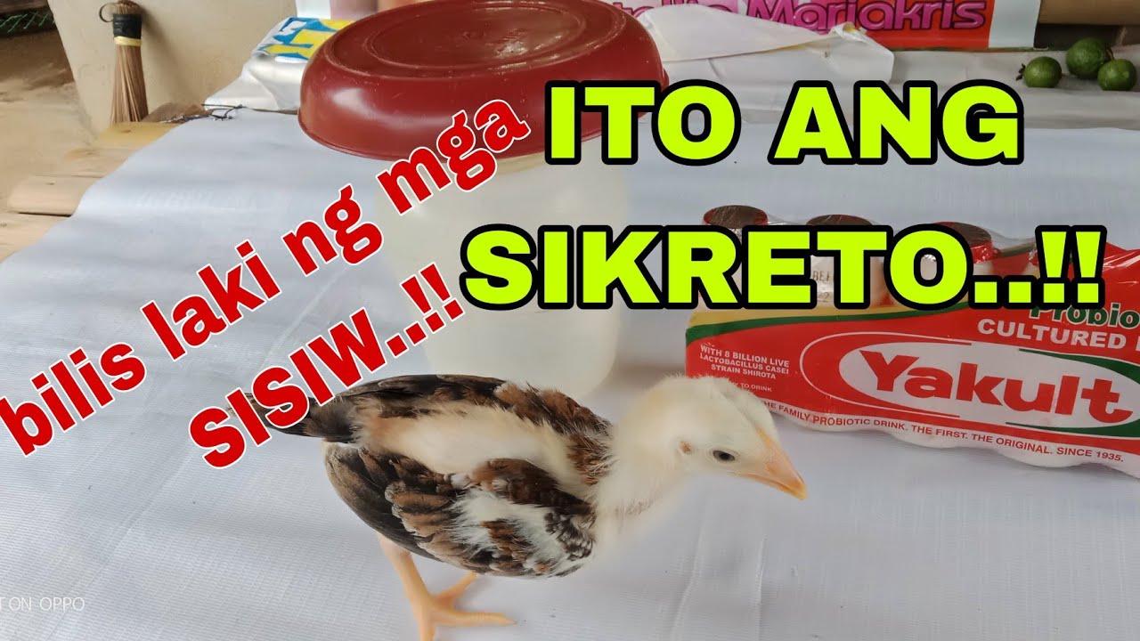 MABILIS ANG PAGLAKI | IWAS BANSOT SA MGA SISIW |THE FARM BOY VLOG
