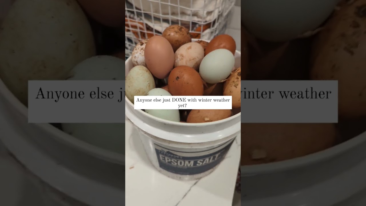 Dirty chicken eggs #winterhomesteading #homesteading