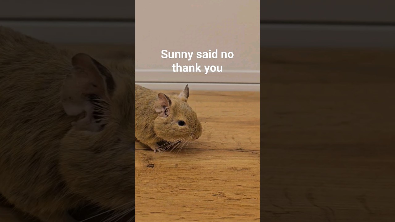 can my degus hold things? part 1 #animals #degus #cute #pets