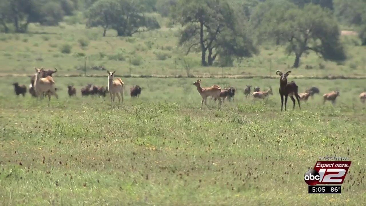 San Antonio company thrives in breeding exotic game