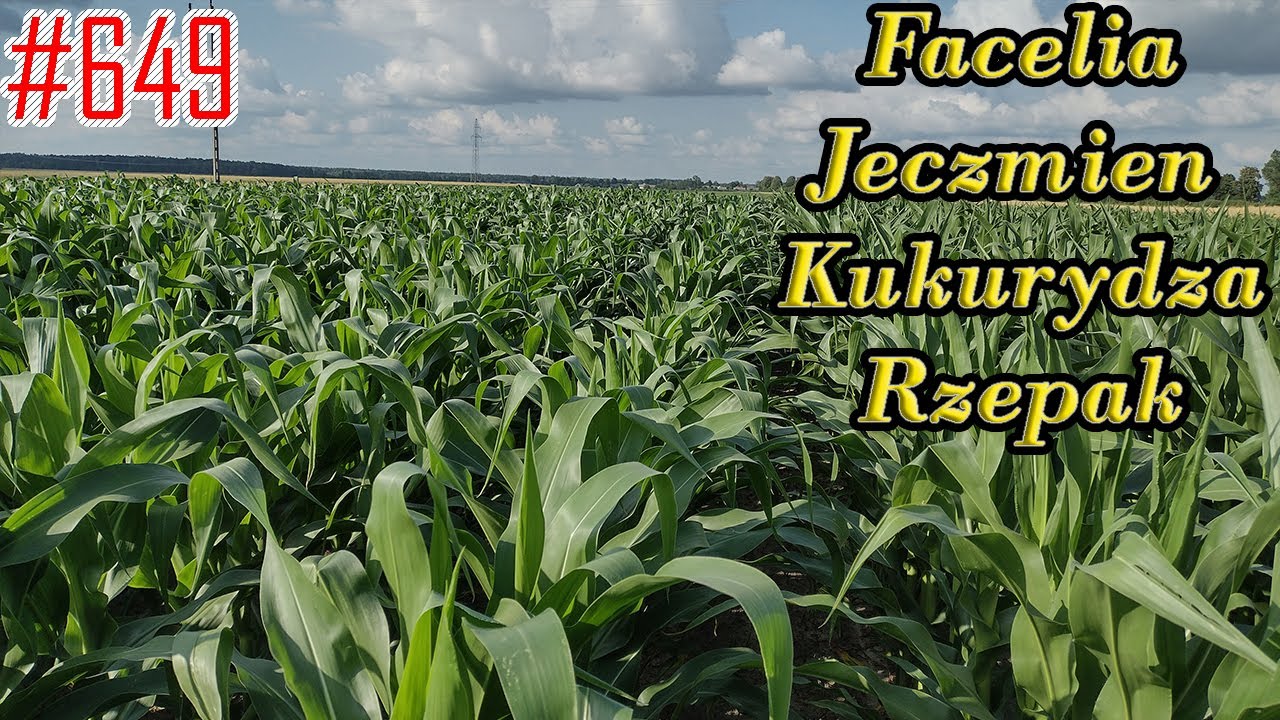 Przegląd p&oacute;l 3/07/2022, facelia i jęczmień do koszenia, egipskie czarnoziemy i wyłożony rzepak #649