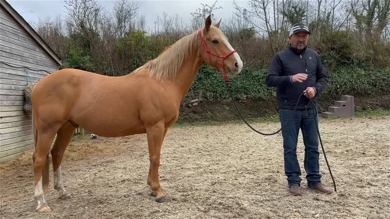 What to Look for with a new Horse!? First time I met and assessed Frankie!