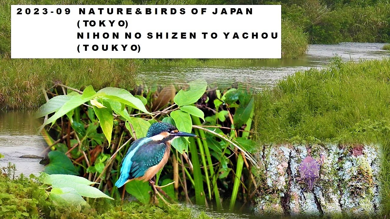 2023   09 Nature & Birds of Japan, Tokyo