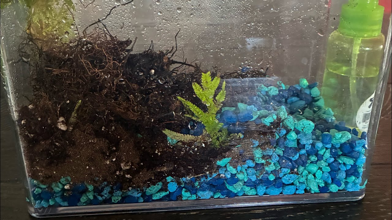 New terrarium |Episode 51|
