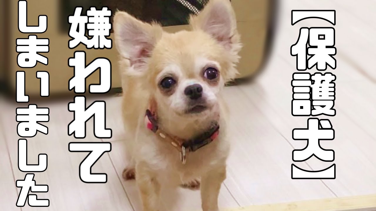 元繁殖犬おもちちゃんに嫌われてしまった理由についてお話します「vol 226」