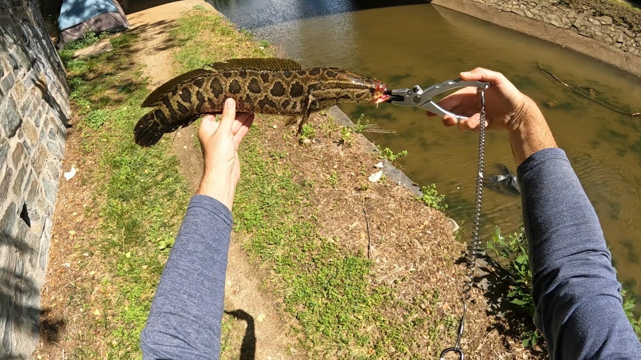 snakehead fishing in washington dc