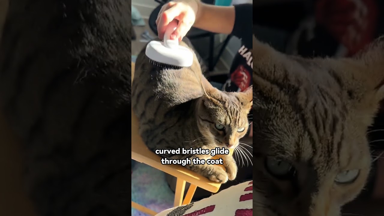 Cat Brushes That Actually Reduce Hair Shedding,Why your cat shedding so much!#pets #cute #cat#aumuca
