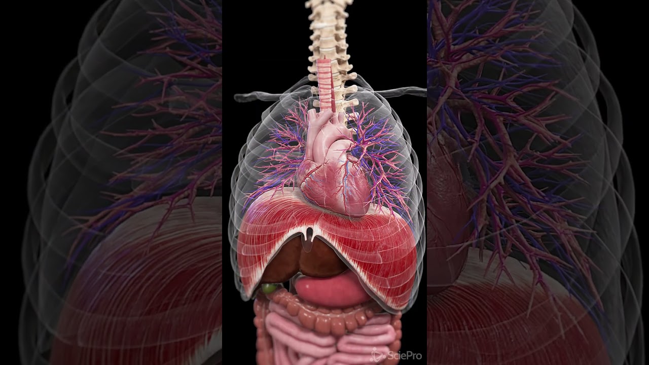 How Your Body Moves Inside: From Heartbeats to Digestion #medical #anatomy #science