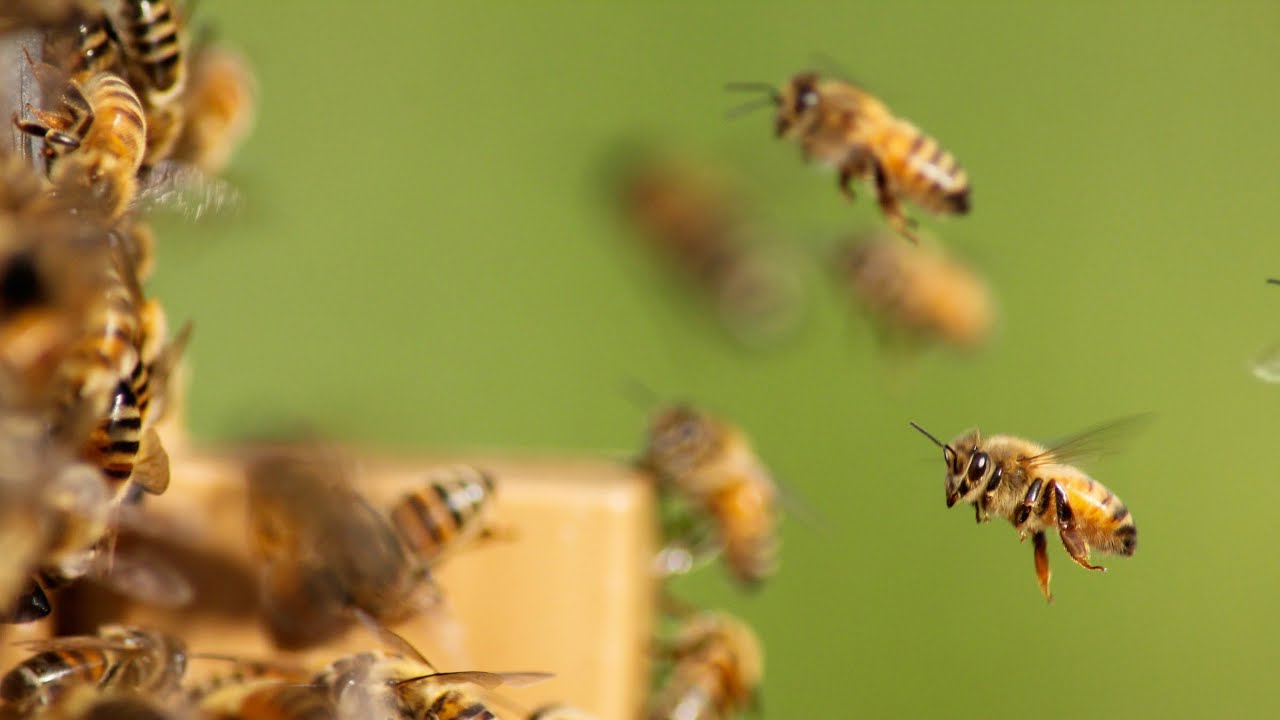 World Bee Day 2024