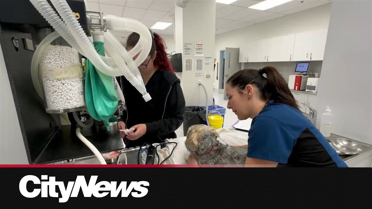 Calgary Humane Society to host free spay and neuter clinic for pet owners facing financial barriers