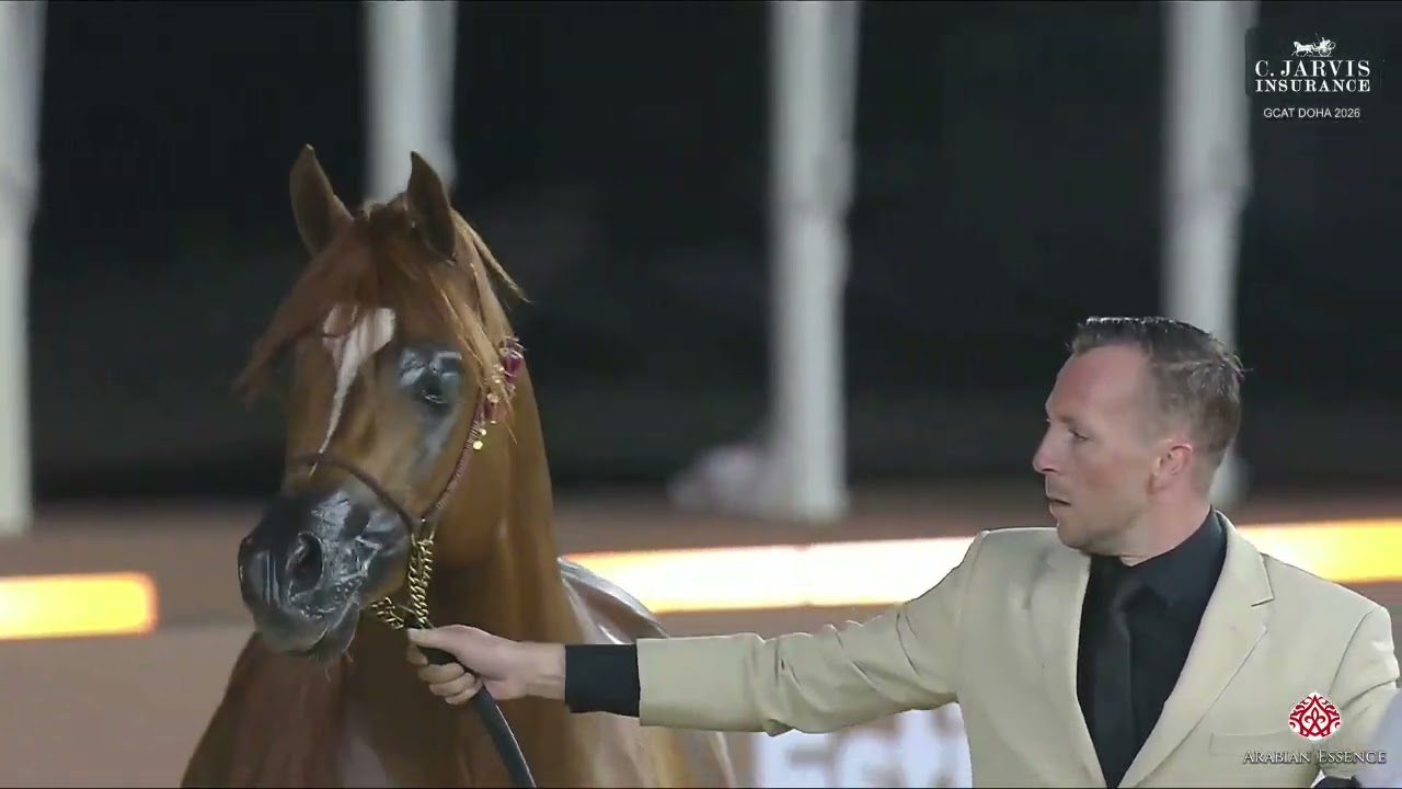 N.204 D RAZEEN - GCAT Doha 2026 - Stallions 4-6 Years Old B (Class 10B)