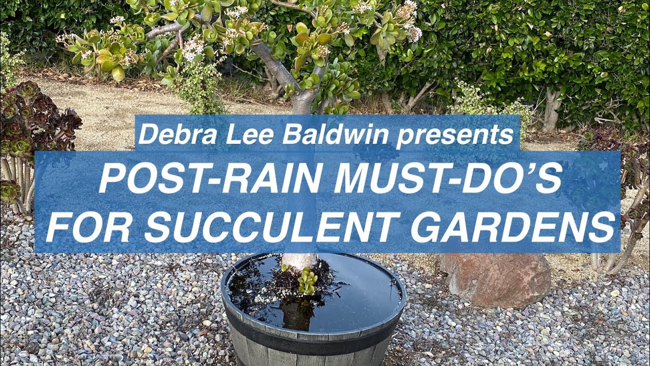 Post-Rain Must-Do's for Succulent Gardens