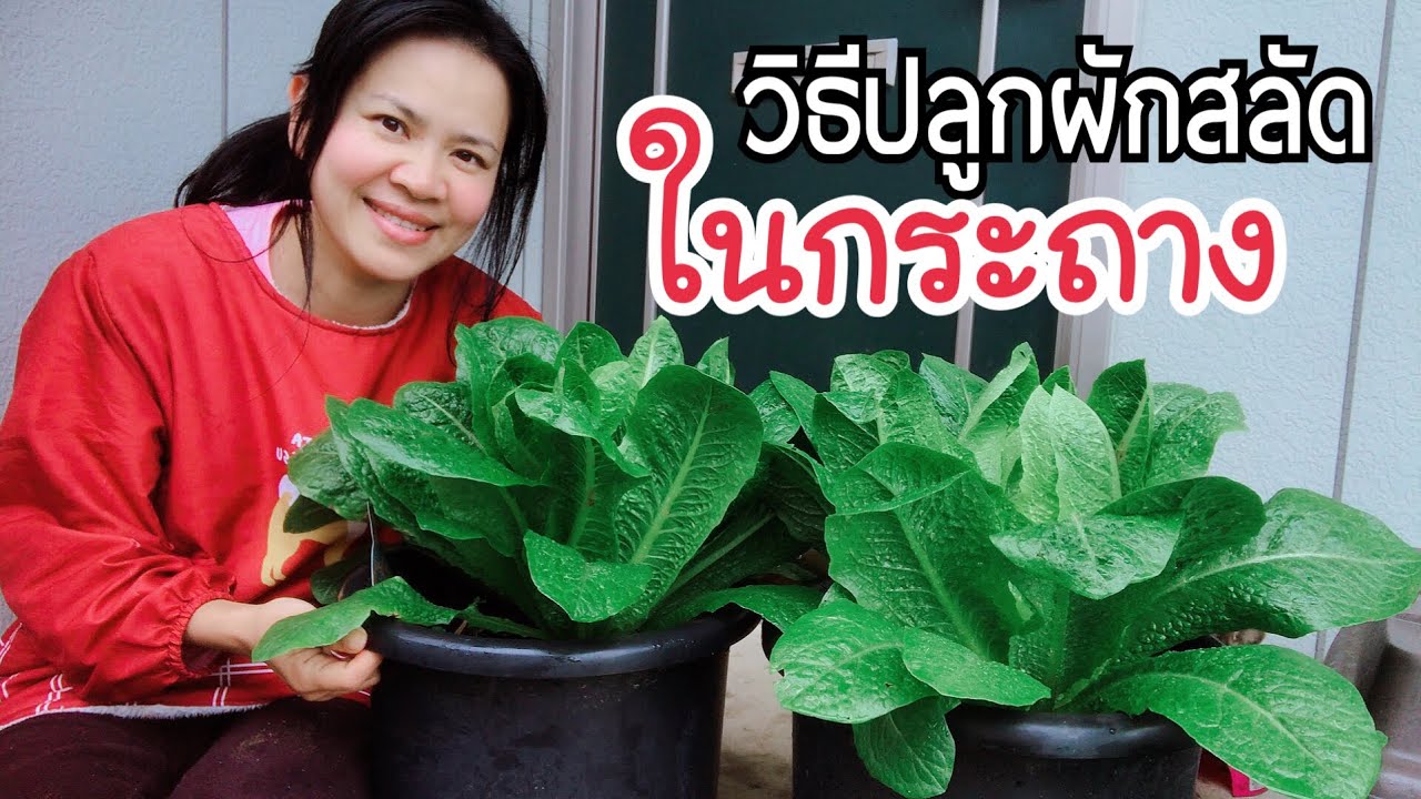 วิธีปลูกผักสลัดในกระถาง ปลูกได้ทุกชนิด ผักกาดแก้วก็ปลูกได้