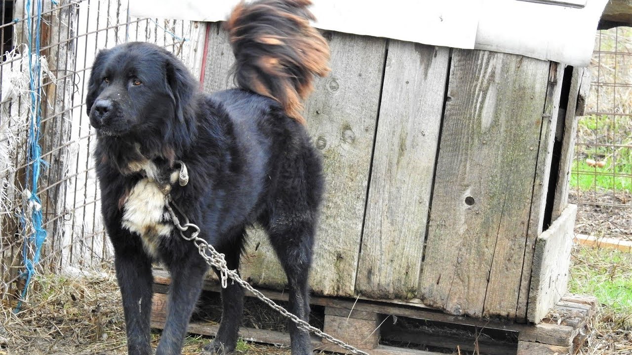 Raven Shepherd - Very Strong Dog.