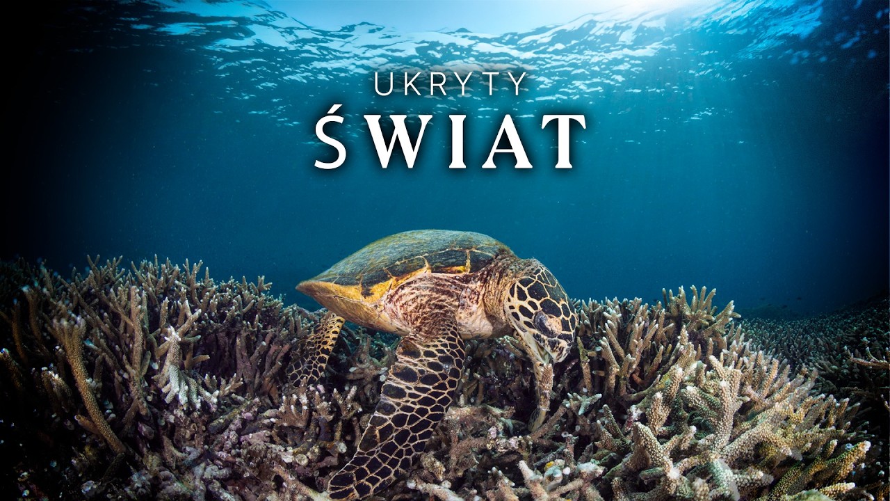 Wielka rafa koralowa | Największy Cud Oceanu