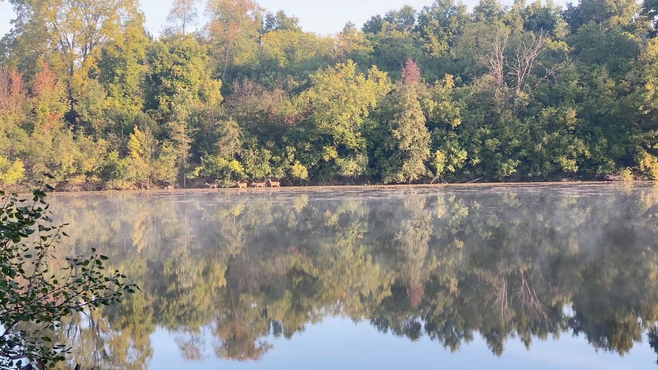 Deer Along the Riverbank - Mist on the Water - First Day of Autumn - Original Music by Ryan Gerald