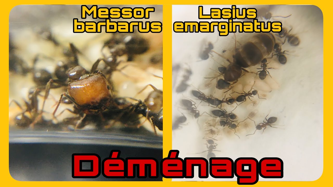 Déménagement de 2 espèces de fourmis