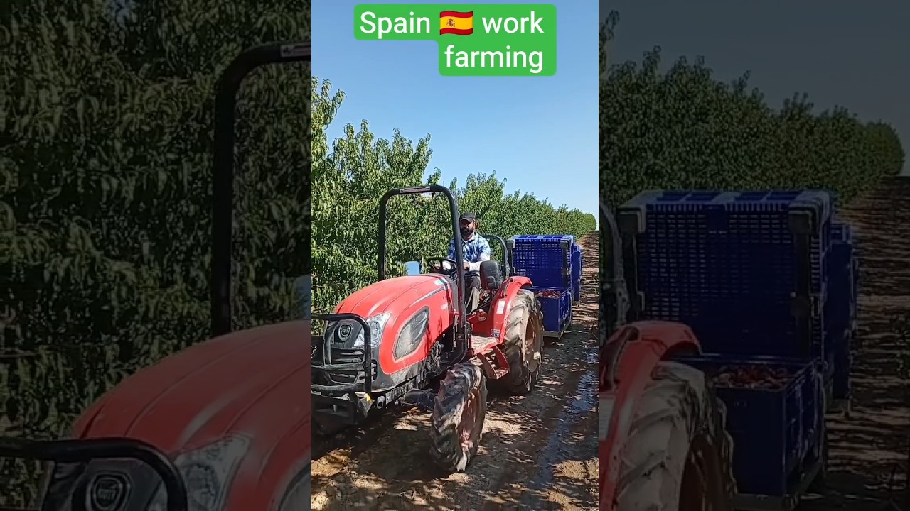 Spain 🇪🇸 work farming fruit #trending #farming #motivation