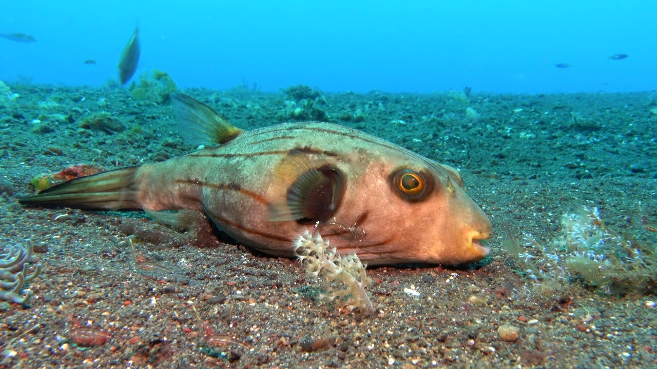 2024 Diving Tulamben, Bali, from Villa Markisa Dive Resort.