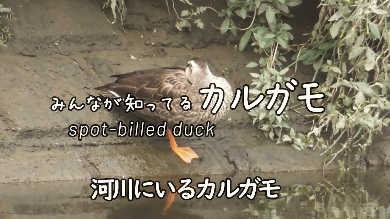 みんなが知ってるカルガモ/河川にいるカルガモ