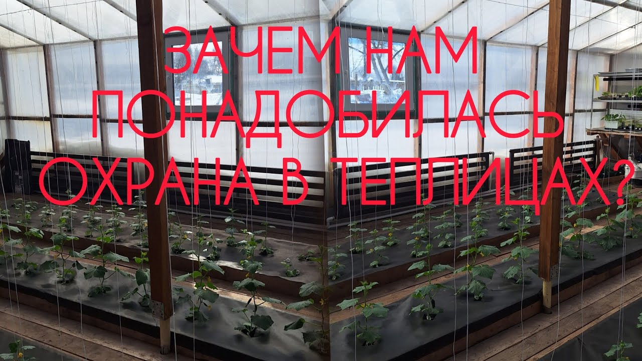 Вся семья в деле. Неделя проделанных работ в теплице, наступил наш 7й огуречный сезон