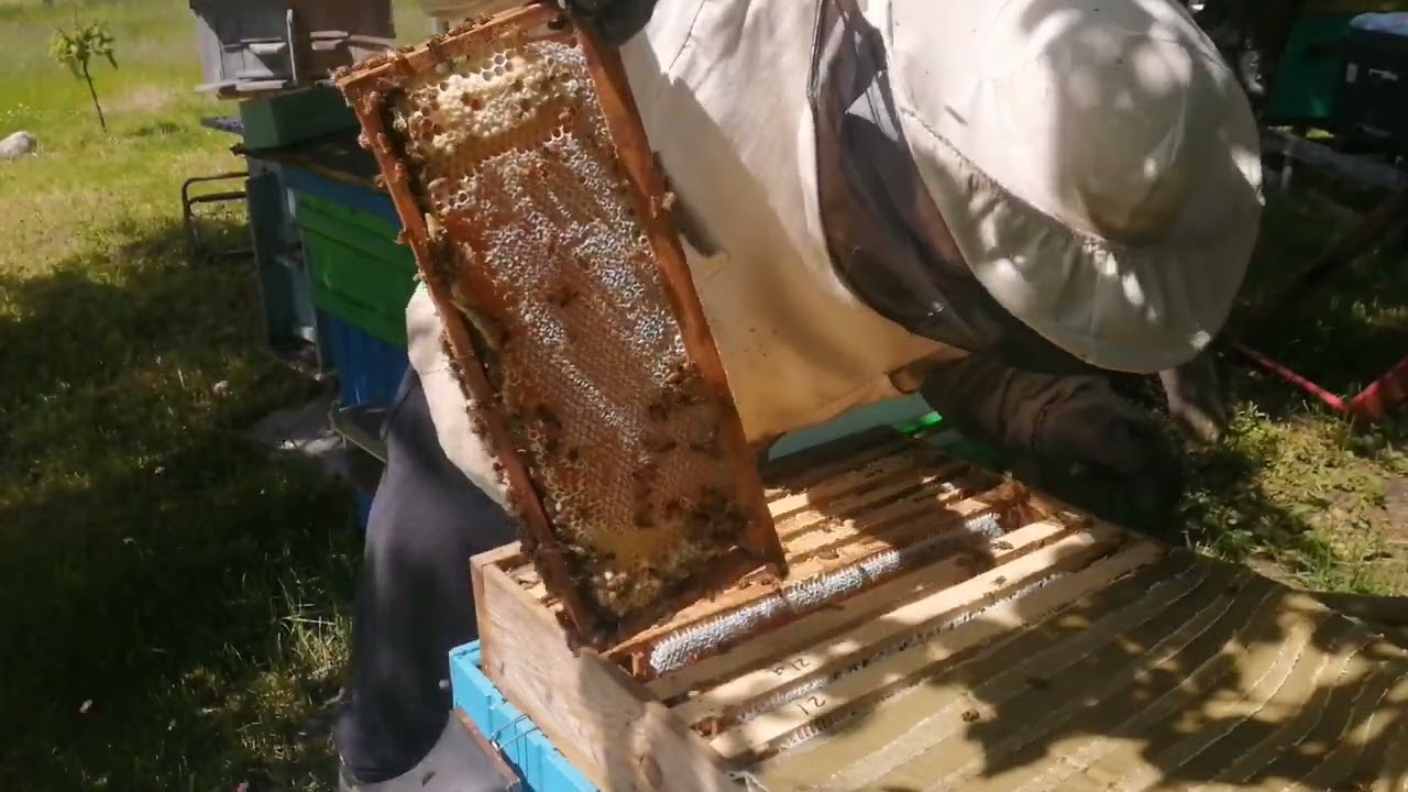 18.06.2022 качаем ВЕСЕНИЙ МЕД, пчелы залились полностью