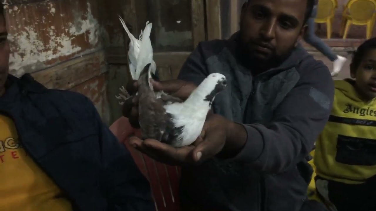 الحمام الغزار.  أوكا  روبي   وفرجه. وشرح.