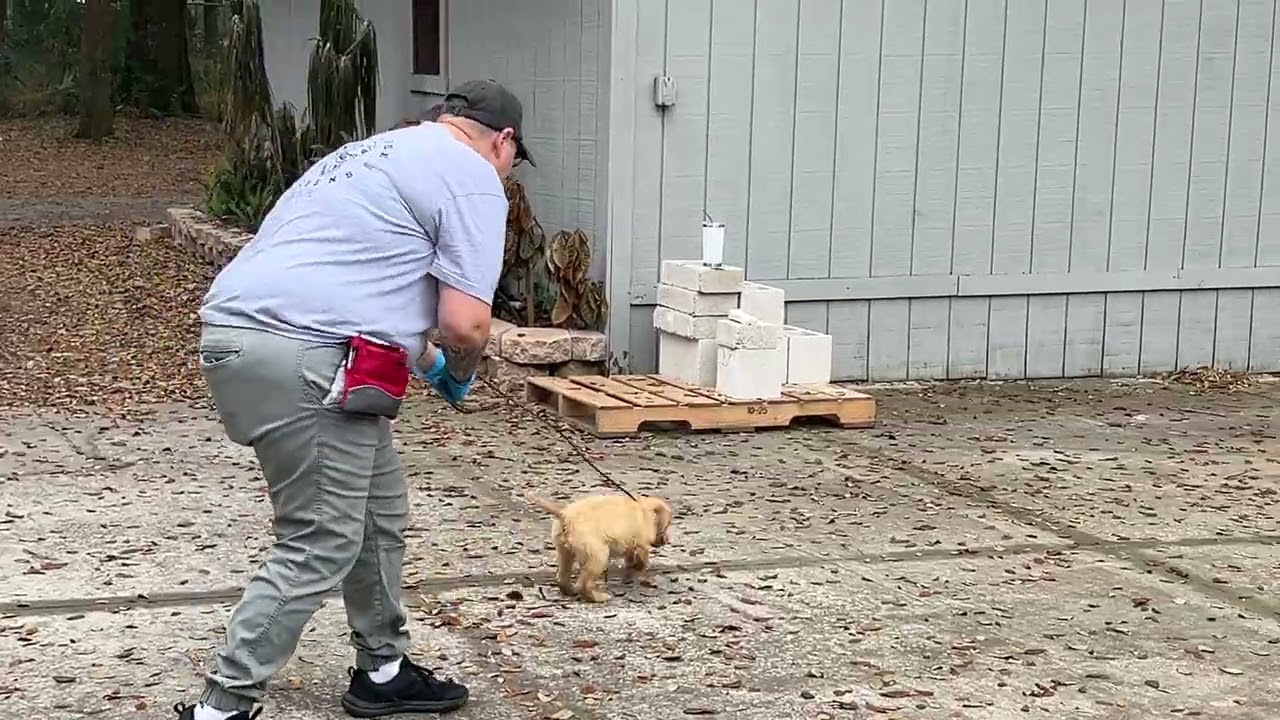 Linus - Training 