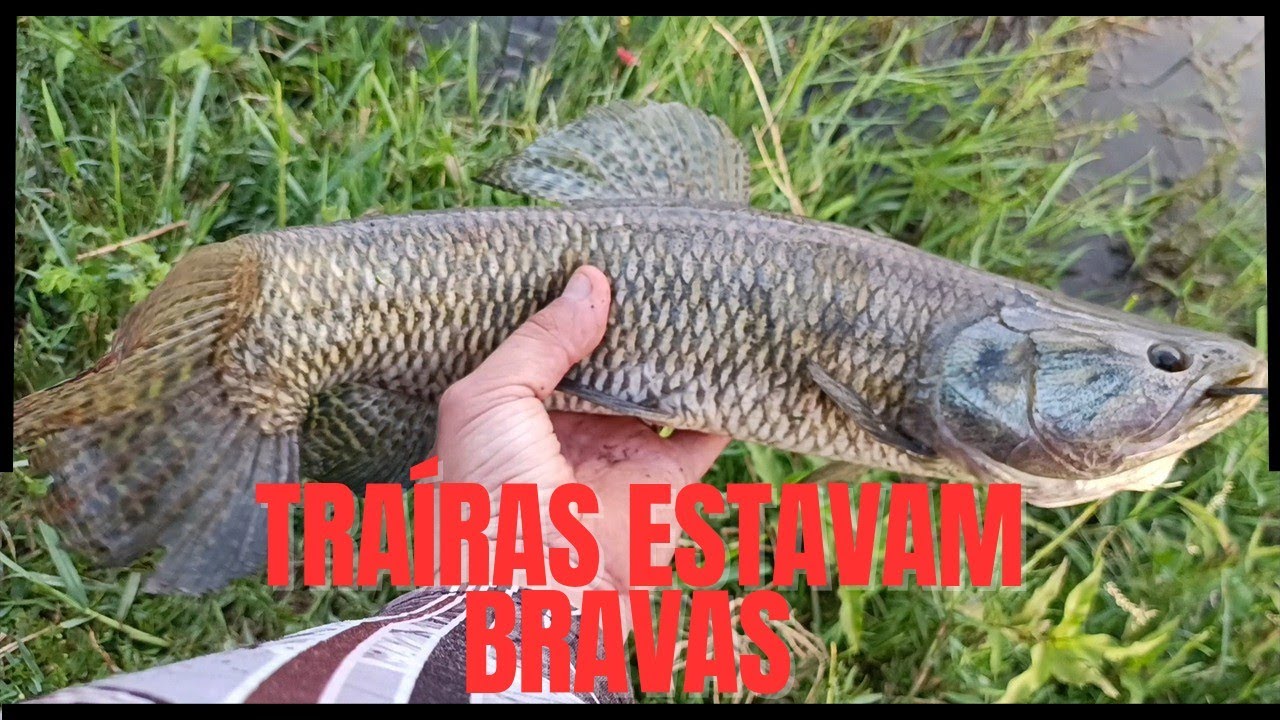 AS TRAÍRAS ESTAVAM BRAVAS, SÓ PANCADA NAS ISCAS. DIA PERFEITO PRA PESCAR AS BRUTA.