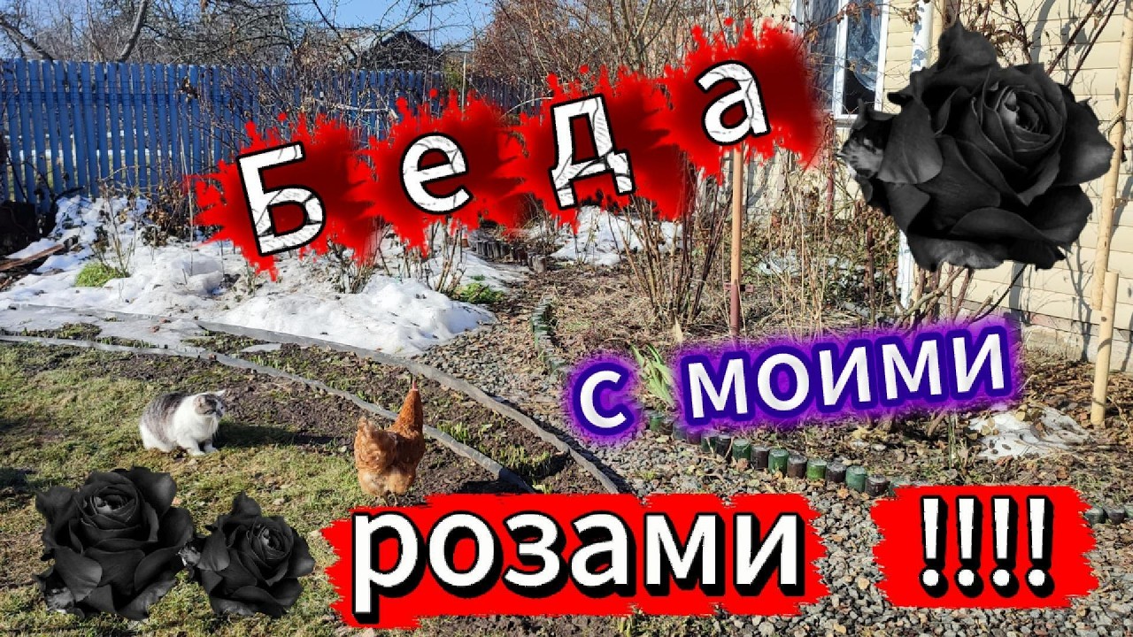 А вот  и  первые 
