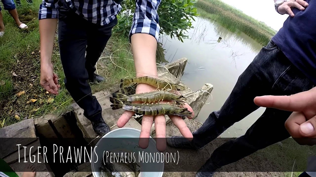 Direct Seafoods: Prawn Farming & Factory Process in Vietnam