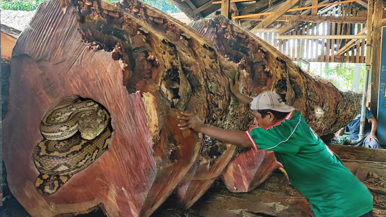 Braving the danger!! Amazing sawing of a 60 foot tall massive log || Sawmill