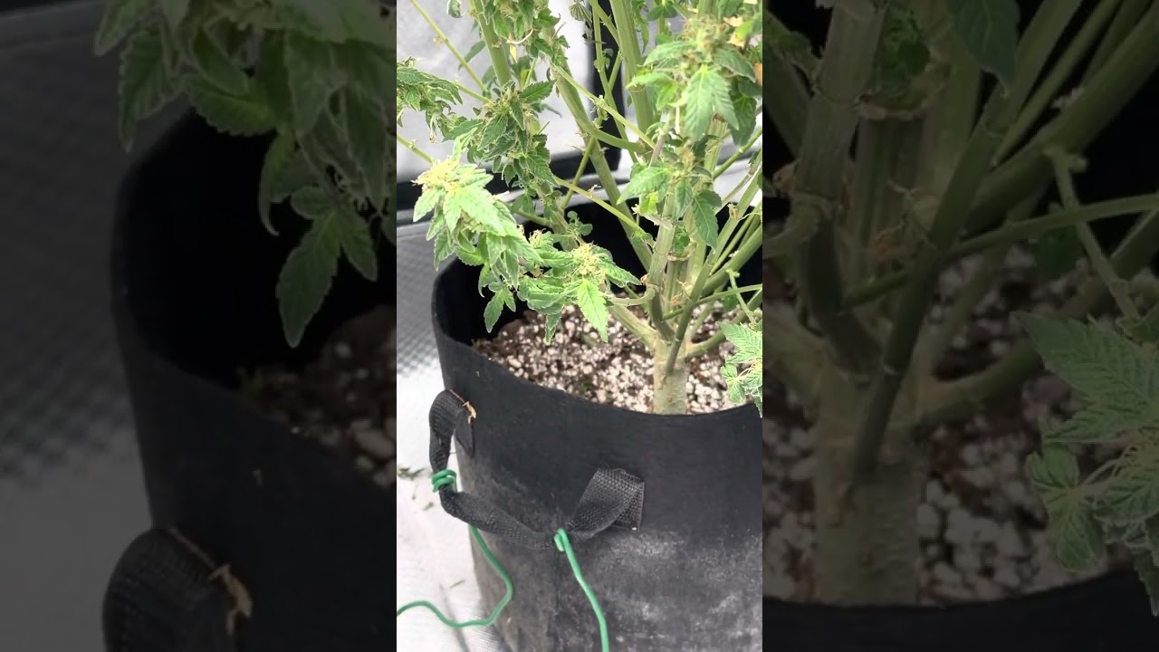 Blue Diesel Autoflower Huge still growing