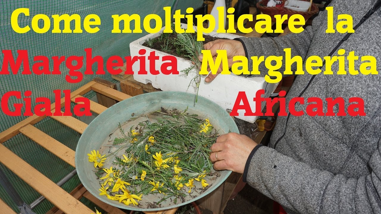 Talea della Margherita Gialla  “Euryops Pectinatus”