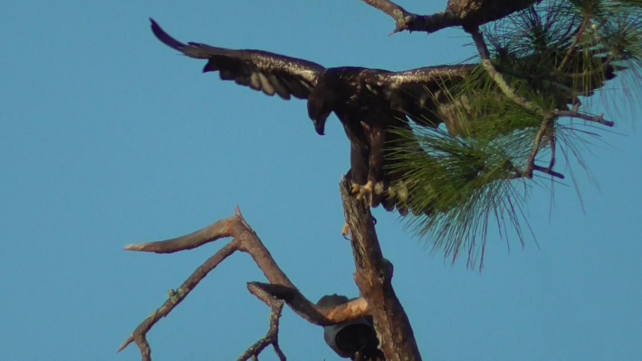 SWFL Eagles_E26's Dance On The Branch. M Brings A 🕊&🐟. M15 Calling For F23 03.02.26