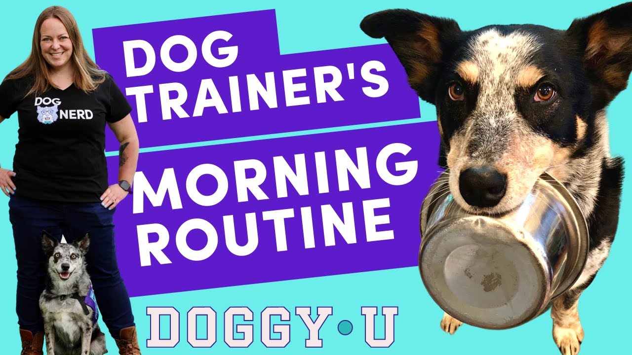 Morning Routine with my Dogs (Dog Trainer's Daily Schedule)
