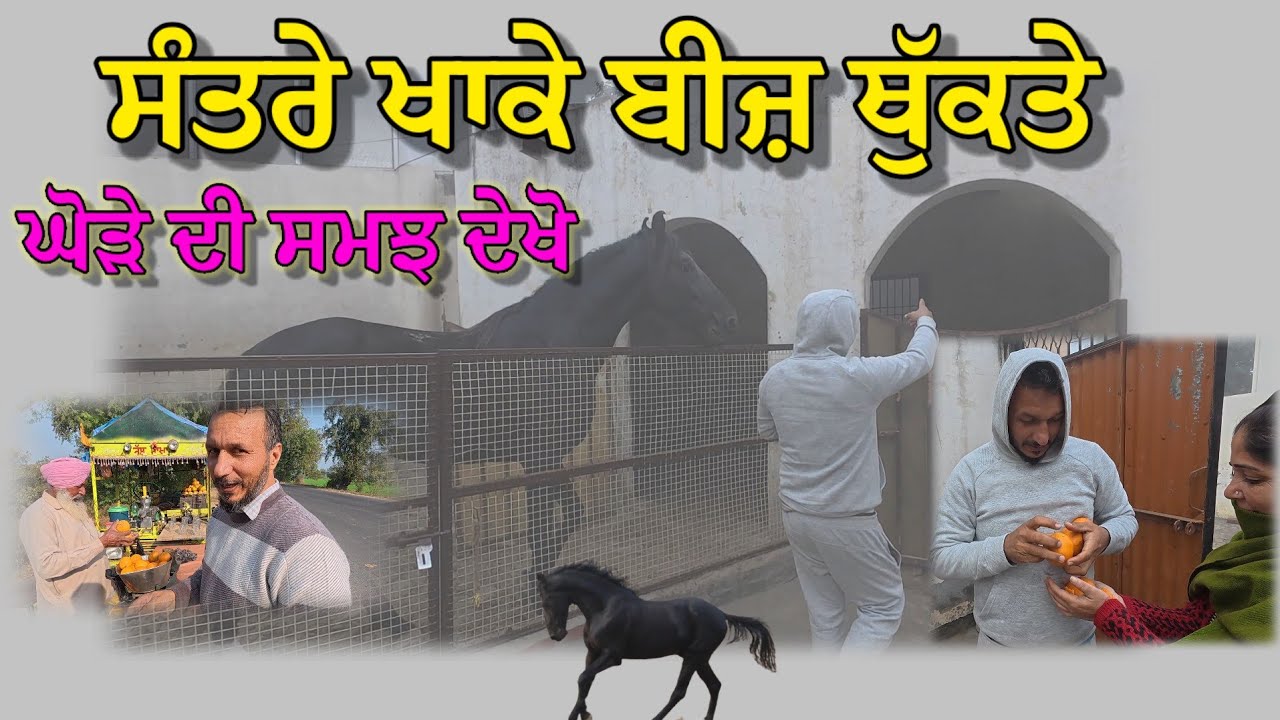 ਪੋਰਸ ਨੇ ਸੰਤਰੇ ਖਾਕੇ ਬੀਜ਼ ਥੁੱਕਤੇ,, ਸਮਝ ਦੇਖੋ ਜਾਨਵਰ ਦੀ,,ਘੋੜਿਆਂ ਦੇ ਸੌਕੀਨ ਦੇਖੋ ਕਿੰਨੀ ਅਕਲ ਆ 