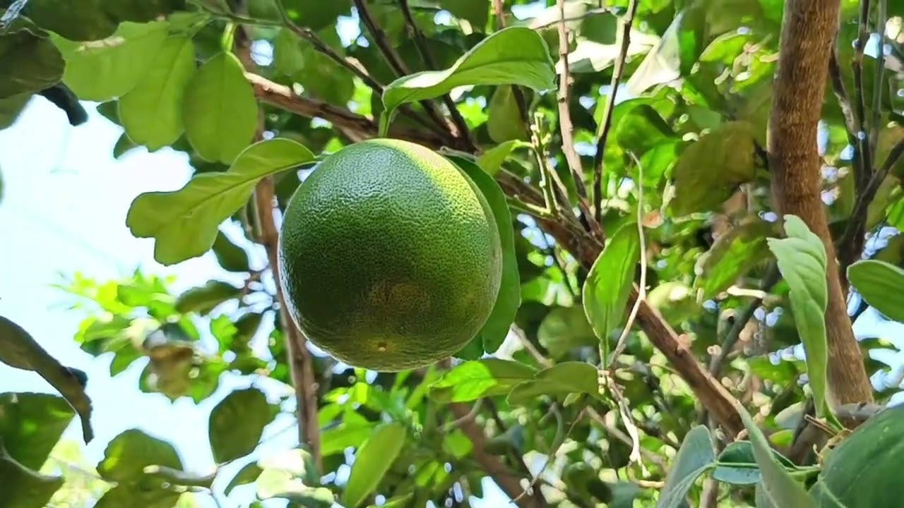 ส้มโอ Pomelo ผลไม้สุขภาพ ปลูกติดสวน ปลูกง่ายดูแลน้อยกว่าส้ม