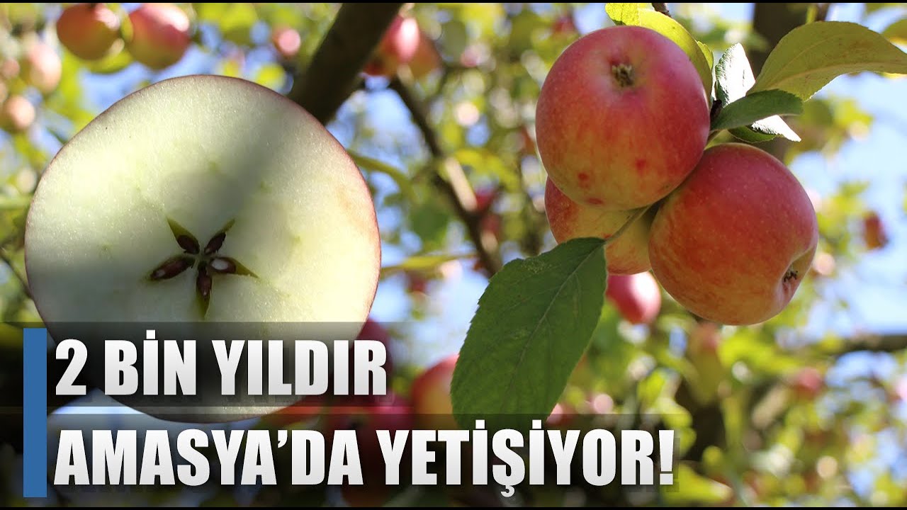 Amasya'da 2 Bin Yıldır Yetişen Lezzet! Tescilli Amasya Misket Elması / AGRO TV HABER