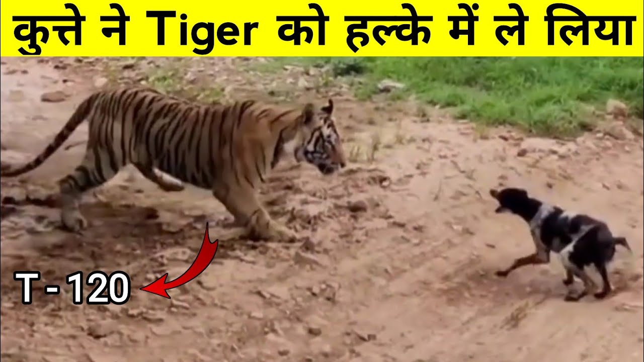 कुत्ते ने ललकारा Ranthambhore के सबसे खूंखार killing machine को || tiger Vs dog ||
