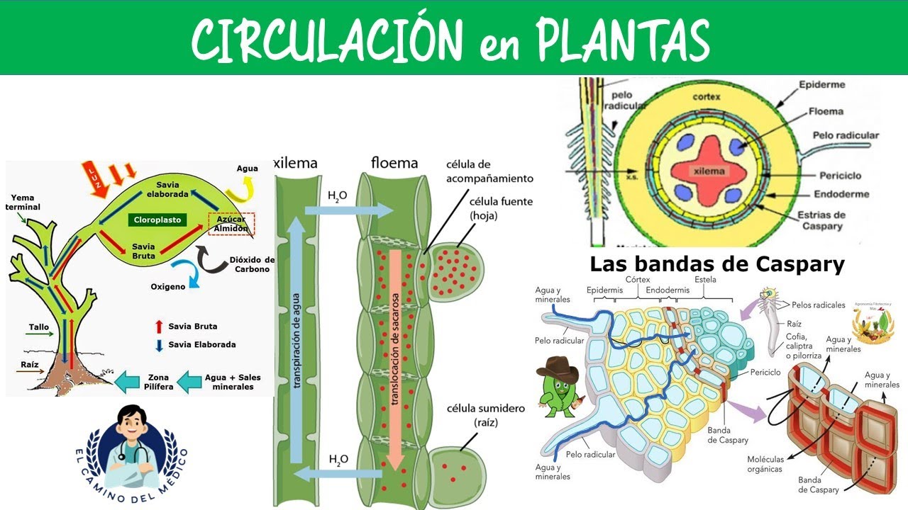 Circulación en Plantas ‐ Biología - Semana 7