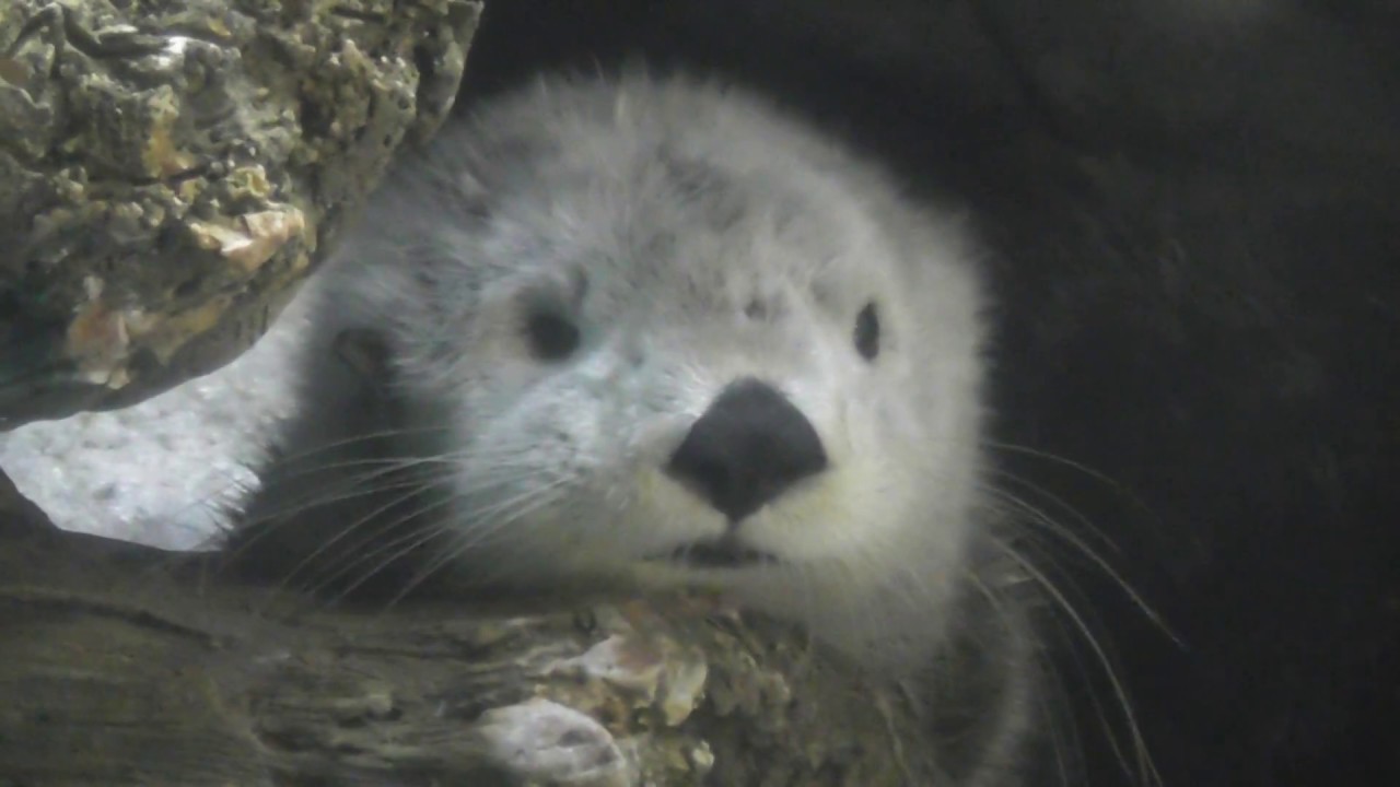 海遊館 ラッコ パタさんのお顔