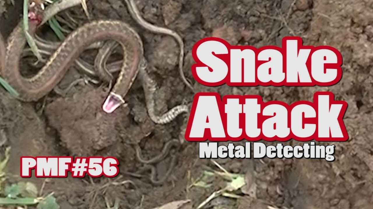 PMF#56 Snake Attack while Metal Detecting....Silvers & Relics