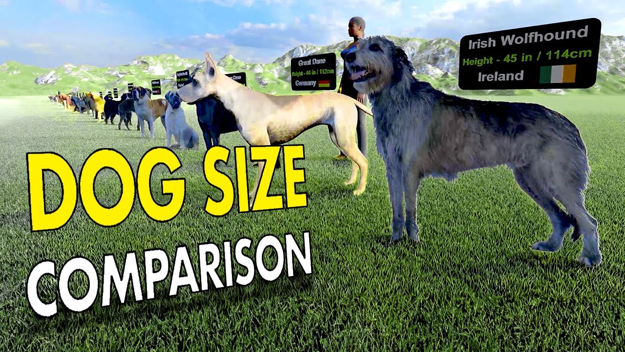 Dog Size Comparison | 3D