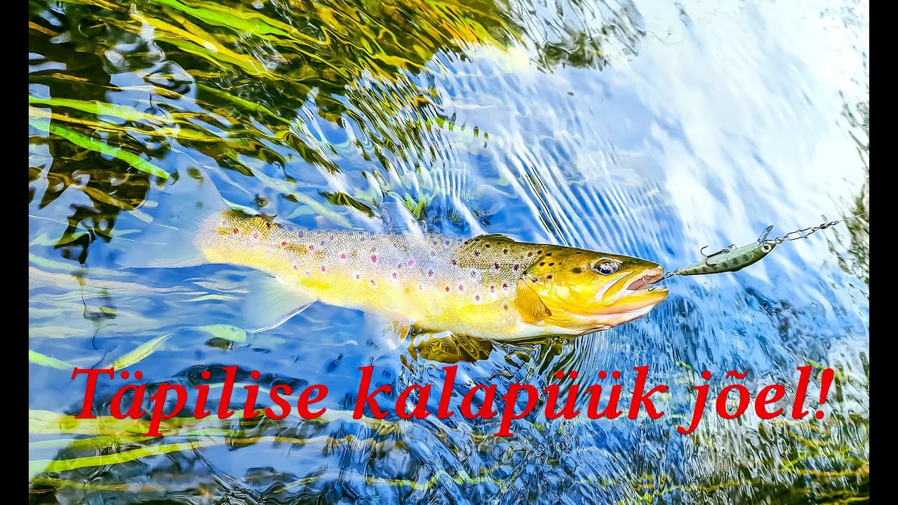 Täpilise (forelli) kalapüük jõel! 🎣